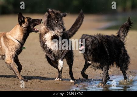 Wunderschöne Aufnahme von drei Hunden, die an einem sonnigen Tag mit verschwommenem Hintergrund zusammen an einem Sandstrand spielen Stockfoto
