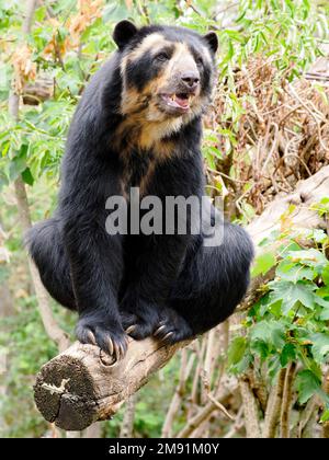 Andenbär (Tremarctos ornatus), auch bekannt als Brillenbär, sitzt auf einem Ast und sieht von vorne Stockfoto