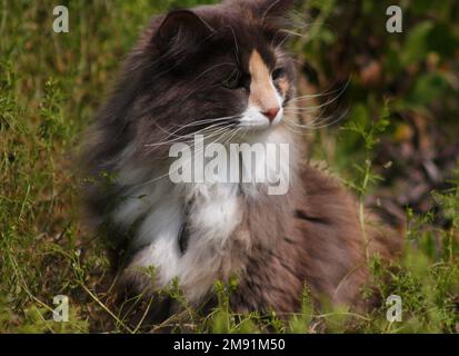 Wunderschöne norwegische Waldkatze, die an einem sonnigen Tag mit verschwommenem Hintergrund auf dem Gras im Garten sitzt Stockfoto