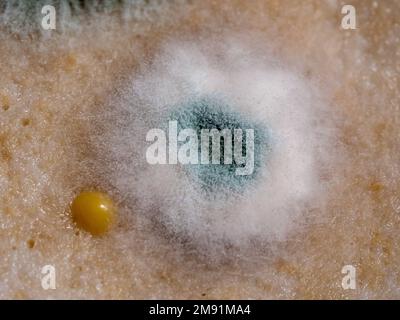 Weißer Schimmel auf Essen, verdorbenes Essen, Makrofoto Stockfoto