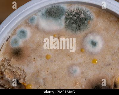 Weißer Schimmel auf Essen, verdorbenes Essen, Makrofoto Stockfoto