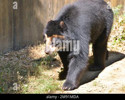 Andenbär (Tremarctos ornatus), auch bekannt als Brillenbär und Walking Stockfoto