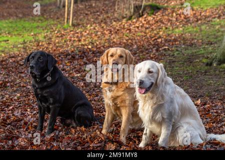 Zwei Golden Retriever (einer blass, einer golden) sitzen mit einem Black Labrador Retriever. Sie sind vom Herbstlaub umgeben. Stockfoto