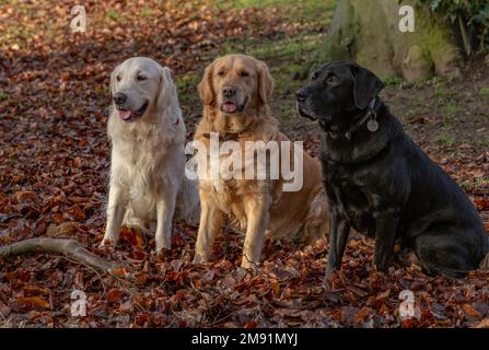 Zwei Golden Retriever (einer blass, einer golden) sitzen mit einem Black Labrador Retriever. Sie sind vom Herbstlaub umgeben. Stockfoto