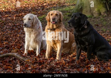 Zwei Golden Retriever (einer blass, einer golden) sitzen mit einem Black Labrador Retriever. Sie sind vom Herbstlaub umgeben. Stockfoto