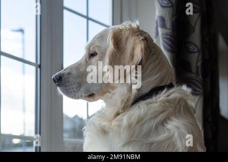 Ein junger Golden Retriever-Hund, der durch ein Fenster schaut. Stockfoto