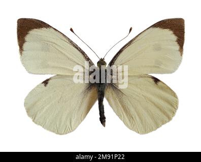 Männlicher großer weißer Schmetterling, auch als Kohlschmetterling oder Kohlweiß (Pieris brassicae) bezeichnet, offene Flügel isoliert auf weißem Hintergrund Stockfoto