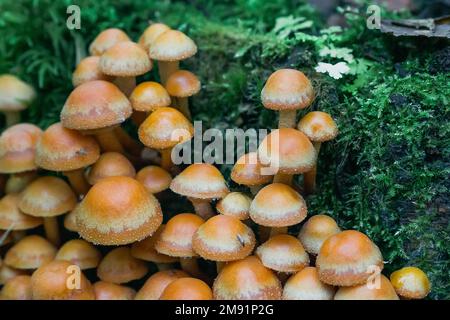 Eine Gruppe Honigagar auf einem Stumpf unter grünem Moos im Herbst. Anbau von essbaren Pilzen. Armillaria, Mellea-Nahaufnahme Stockfoto