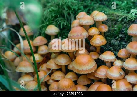Eine Gruppe Honigagar auf einem Stumpf unter grünem Moos im Herbst. Anbau von essbaren Pilzen. Armillaria, Mellea-Nahaufnahme Stockfoto