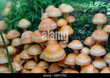 Eine Gruppe Honigagar auf einem Stumpf unter grünem Moos im Herbst. Anbau von essbaren Pilzen. Armillaria, Mellea-Nahaufnahme Stockfoto