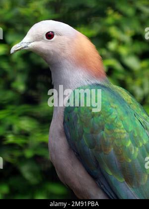 Grüne Kaisertaube (Ducula aenea paulina); Porträt Stockfoto