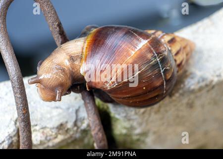 Schnecke auf einem Wassertank im Garten, aus der Nähe Stockfoto