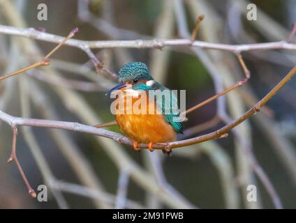 kingfisher aufgenommen in bradford auf avon am 08/1/2023 Stockfoto