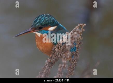 kingfisher aufgenommen in bradford auf avon am 08/1/2023 Stockfoto