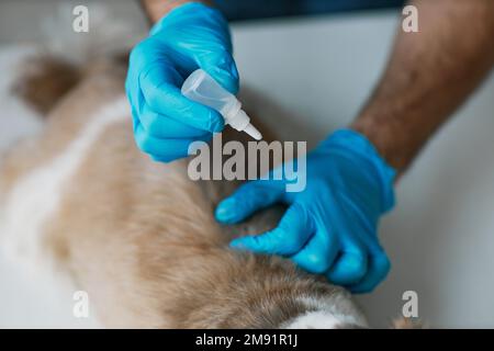 Nahaufnahme von Handschuhen eines jungen männlichen Tierarztes mit kleinem Plastiktropfer über flauschigen reinrassigen Hund während der medizinischen Therapie Stockfoto