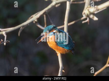 kingfisher aufgenommen in bradford auf avon am 08/1/2023 Stockfoto