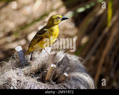 Männlich-Dorf-Weber (Ploceus Cucullatus) auf Ast Stockfoto