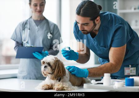 Junger Mann in blauer Uniform und Handschuhe, der yorkshire Terrier mit Tropfen aushärtet, während er sich über das Tier bückt, gegen weibliche Assistentin, die Notizen macht Stockfoto