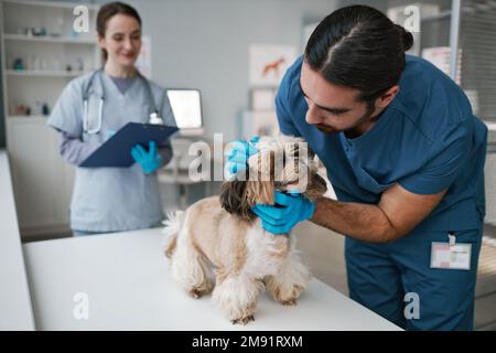 Der junge Tierarzt im Uniform kuschelnden süßen yorkshire Terrier während der ärztlichen Vorsorge beim Bücken des Tisches mit kranken Tieren in Kliniken Stockfoto