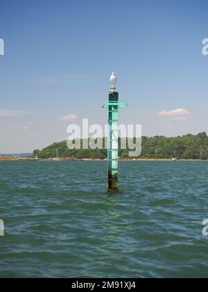 Eine Möwe oder Möwe auf einem Stahlpfahl in Poole Harbour Stockfoto