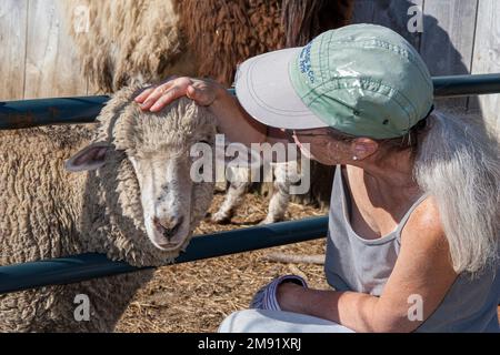 Eine Bauernin, die sich um Merinoschafe kümmert Stockfoto