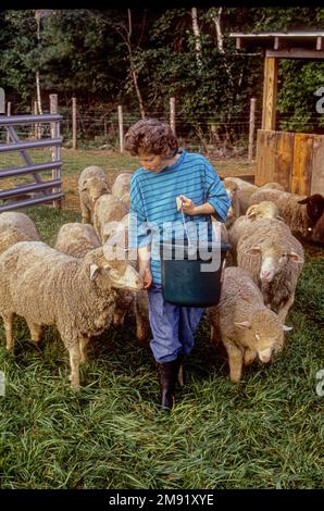 Eine Bauernin, die sich um Merinoschafe kümmert Stockfoto