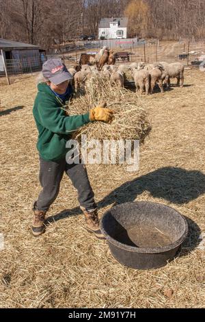 Eine Bauernin, die sich um Merinoschafe kümmert Stockfoto