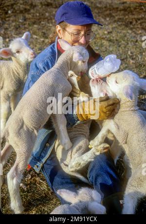 Eine Bauernin, die sich um Merinoschafe kümmert Stockfoto