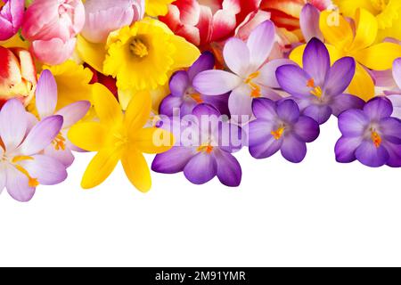 Verschiedene Frühlingsblumen isoliert auf weißem Hintergrund Stockfoto