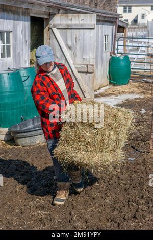 Eine Bauernin, die sich um Merinoschafe kümmert Stockfoto