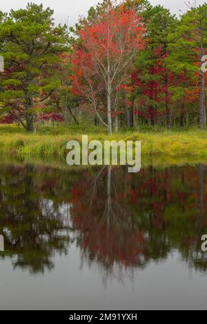 Die bunten Bäume spiegeln sich in einem kleinen Teich im Acadia-Nationalpark, Maine, wider Stockfoto