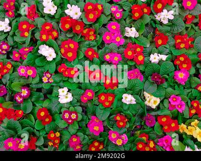 Kreatives Layout von bunten Blumen und grünen Blättern. Flach verlegt. Blumengrußkarte. Naturhintergrund. Stockfoto