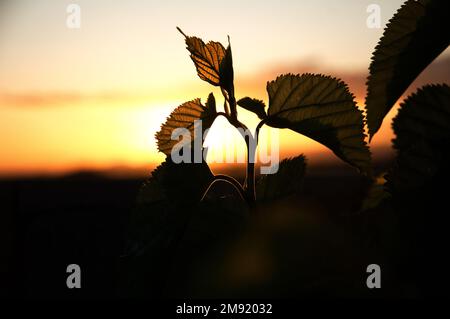 Wunderschöne Maulbeerblätter, die vor der goldenen untergehenden Sonne in Südafrika stehen Stockfoto