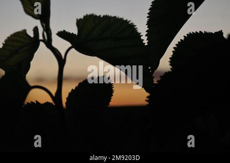 Wunderschöne Maulbeerblätter, die vor der goldenen untergehenden Sonne in Südafrika stehen Stockfoto