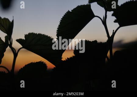 Wunderschöne Maulbeerblätter, die vor der goldenen untergehenden Sonne in Südafrika stehen Stockfoto