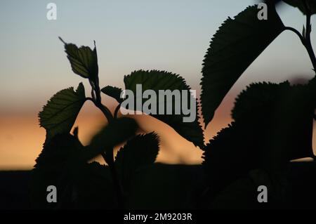 Wunderschöne Maulbeerblätter, die vor der goldenen untergehenden Sonne in Südafrika stehen Stockfoto