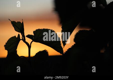 Wunderschöne Maulbeerblätter, die vor der goldenen untergehenden Sonne in Südafrika stehen Stockfoto