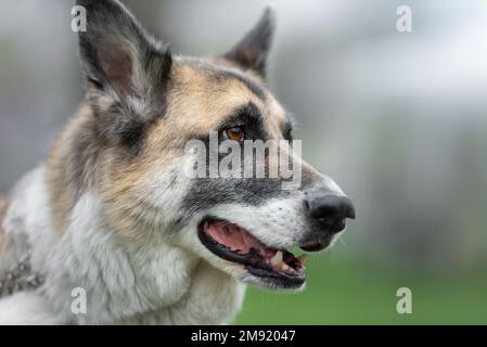 Kopf des großen Bastardhundes Stockfoto