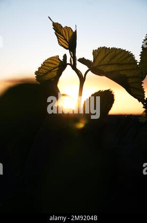 Wunderschöne Maulbeerblätter, die vor der goldenen untergehenden Sonne in Südafrika stehen Stockfoto