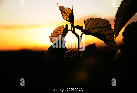 Wunderschöne Maulbeerblätter, die vor der goldenen untergehenden Sonne in Südafrika stehen Stockfoto