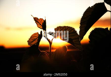 Wunderschöne Maulbeerblätter, die vor der goldenen untergehenden Sonne in Südafrika stehen Stockfoto