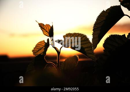 Wunderschöne Maulbeerblätter, die vor der goldenen untergehenden Sonne in Südafrika stehen Stockfoto