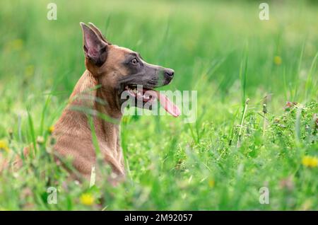 Lustiger lächelnder Hund der belgischen malinois-Rasse, der im Gras lag Stockfoto