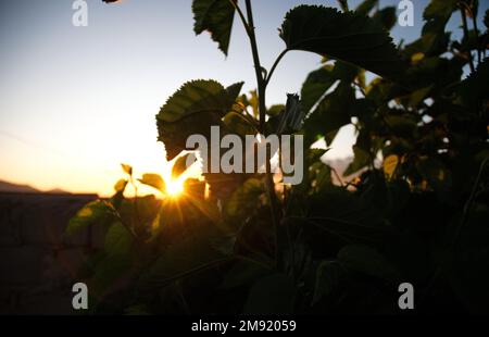 Wunderschöne Maulbeerblätter, die vor der goldenen untergehenden Sonne in Südafrika stehen Stockfoto