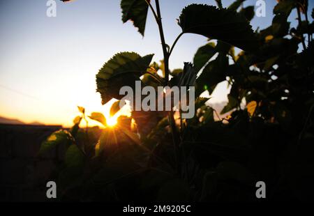 Wunderschöne Maulbeerblätter, die vor der goldenen untergehenden Sonne in Südafrika stehen Stockfoto