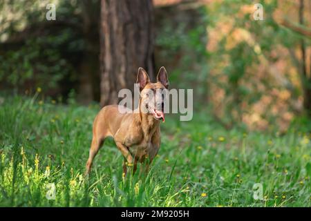 Junger Hund der belgischen malinois-Rasse, der im Freien unterwegs ist Stockfoto