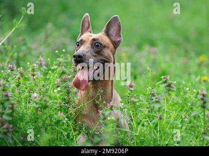 Lustiger, glücklicher Hund der belgischen malinois-Rasse, der im Sommer im grünen Gras sitzt Stockfoto