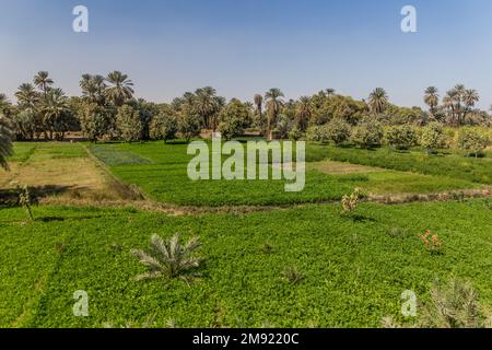 Üppige Felder entlang des Nils, Ägypten Stockfoto