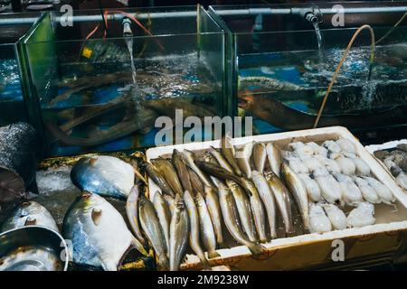 Frische Meeresfrüchte von Fisch, Tintenfisch, Aal auf der Theke im asiatischen Restaurant Stockfoto