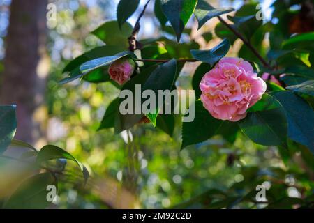 Eine Nahaufnahme von rosa Rosen, die im Garten blühen. Stockfoto